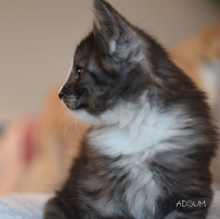 DSC 0550