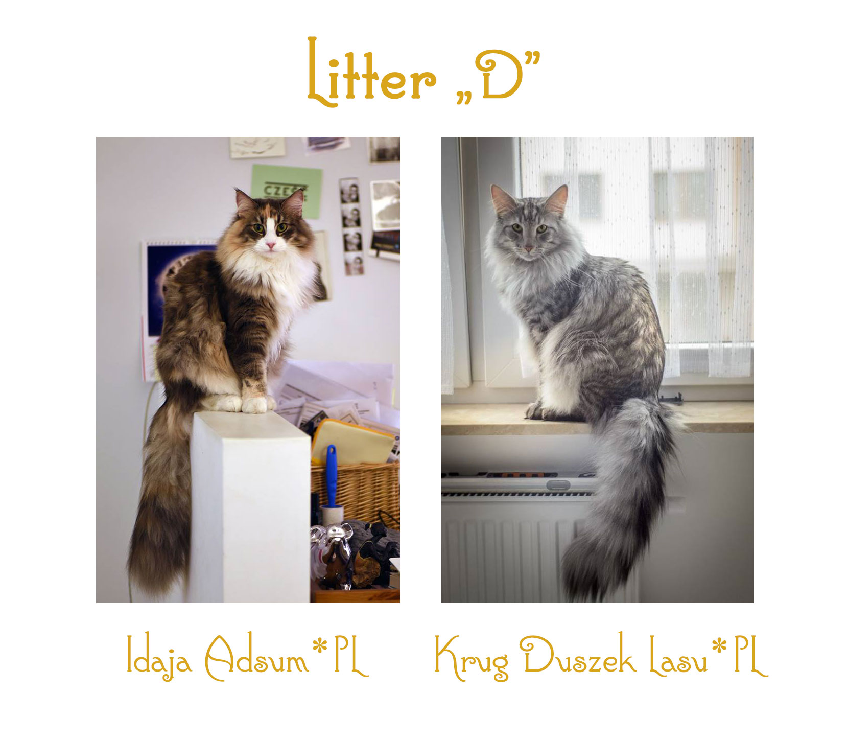 litter-D