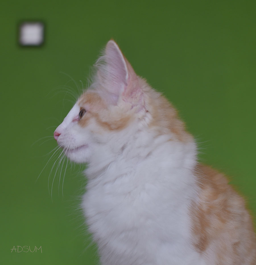 DSC 2775