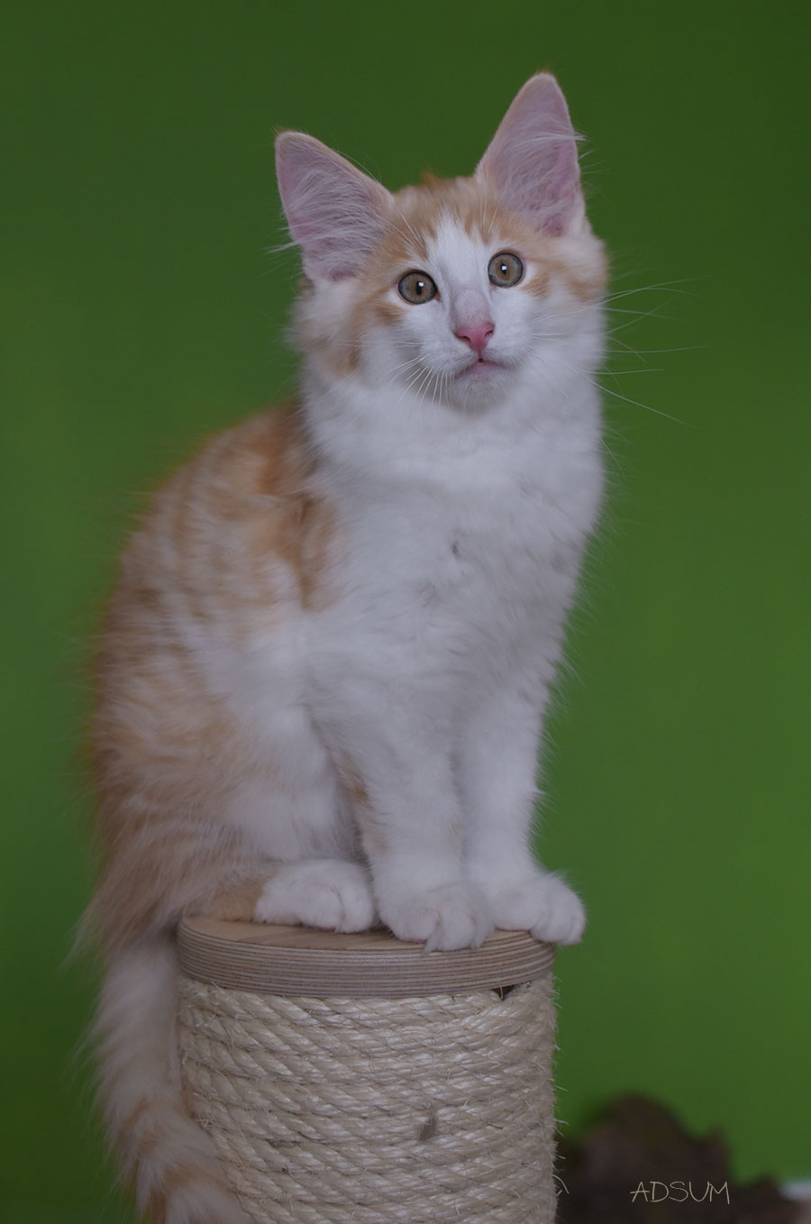 DSC 2778