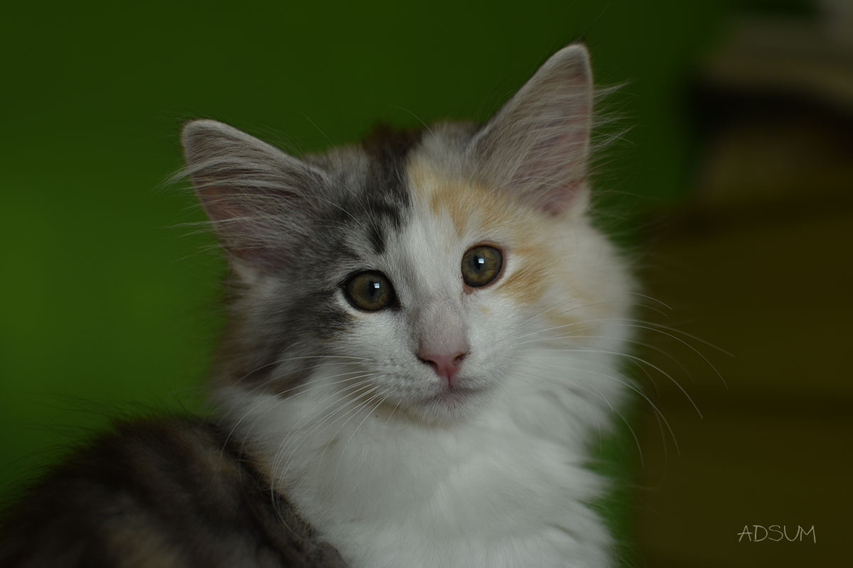 DSC 2832