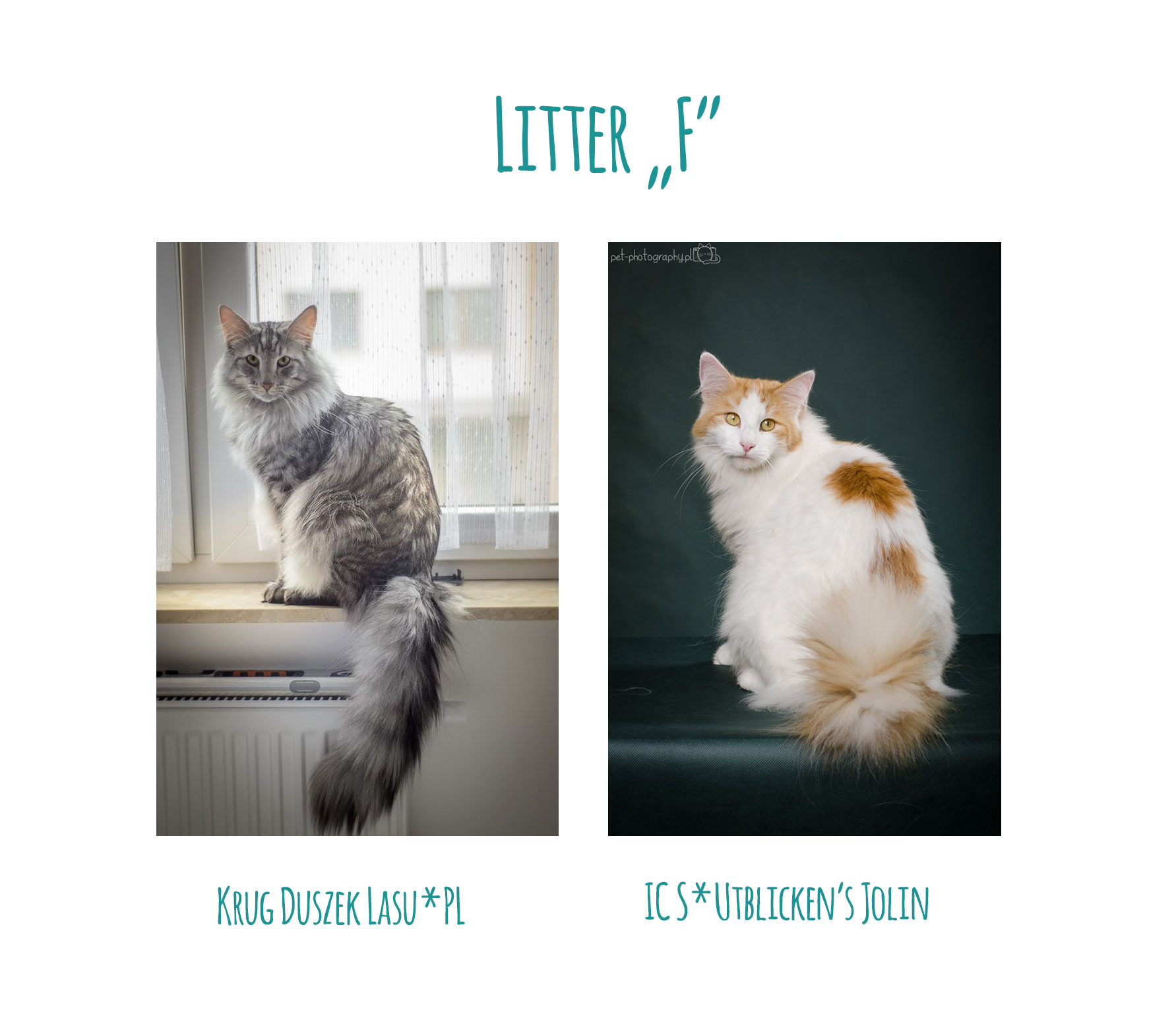 litter-f