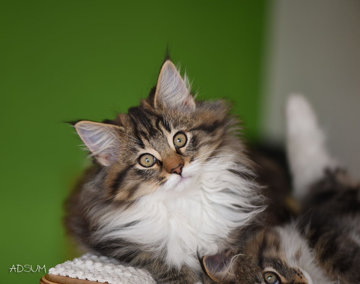 DSC 7688