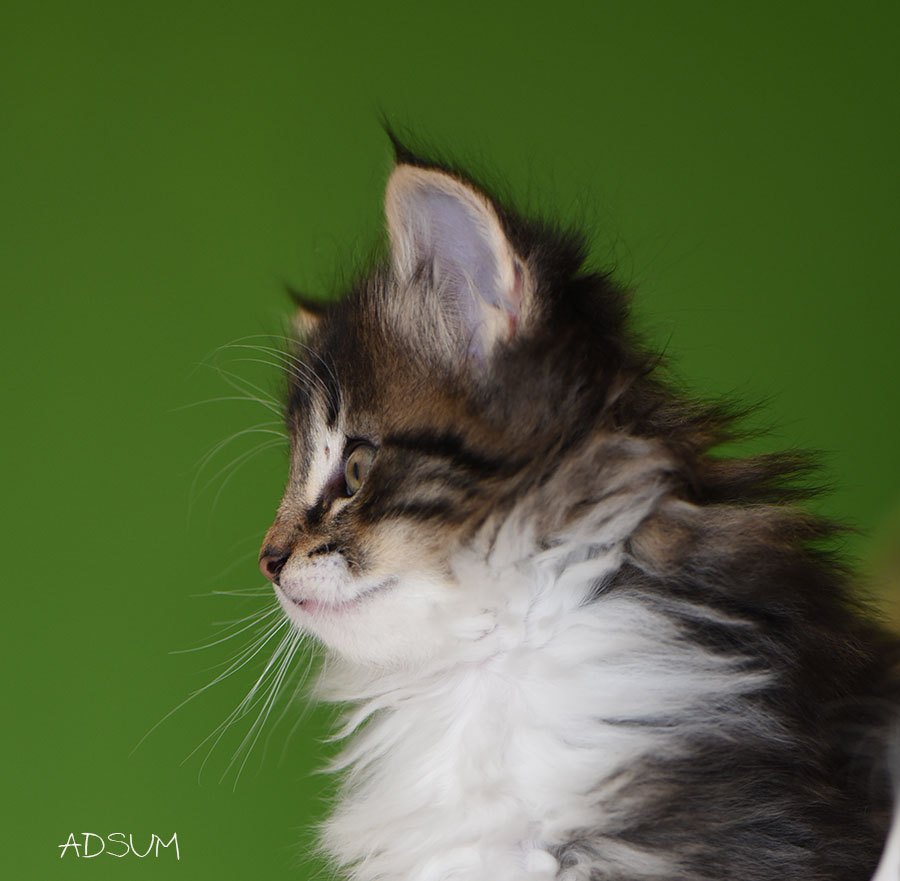 DSC 6468