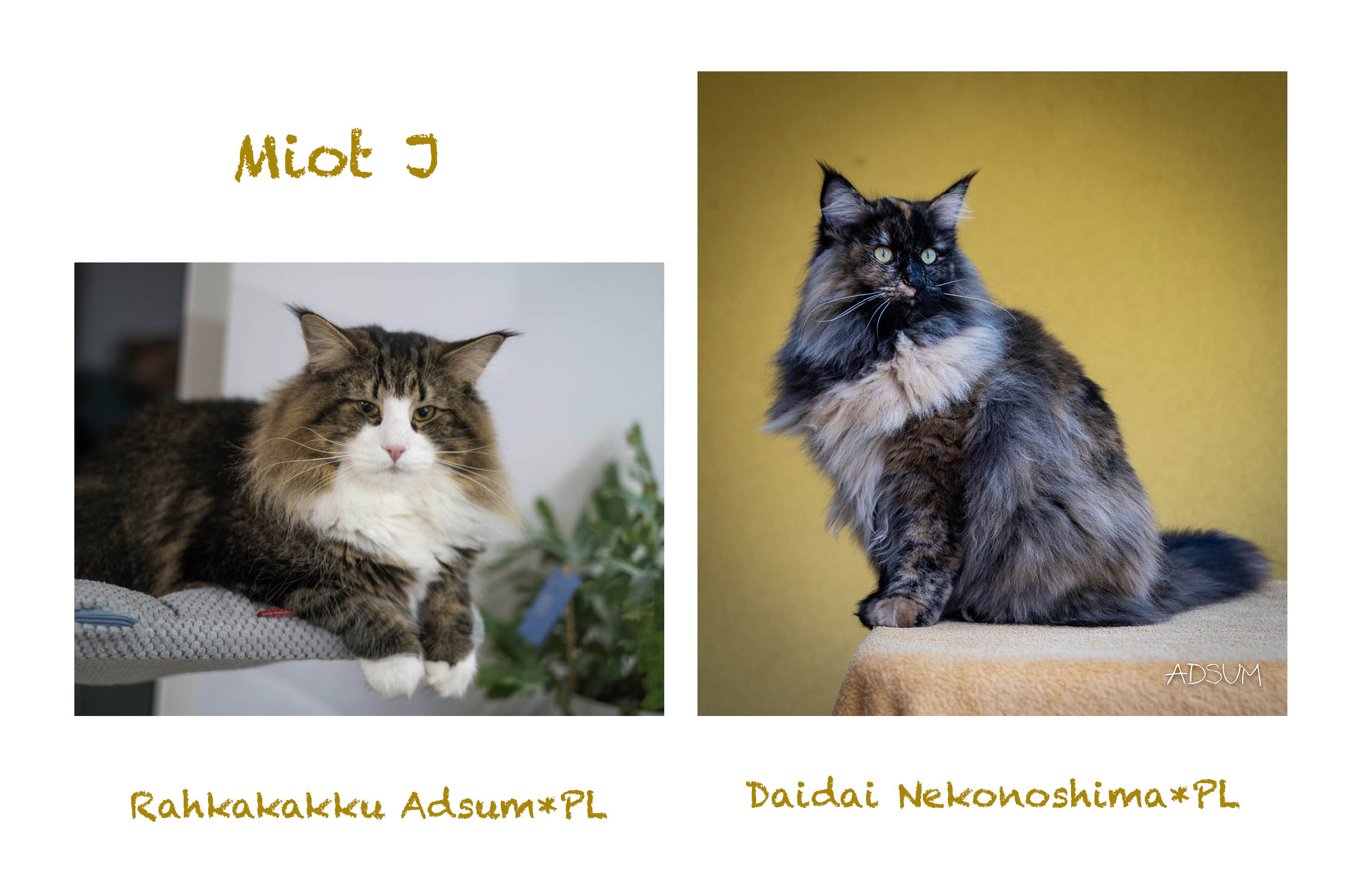 Miot J1