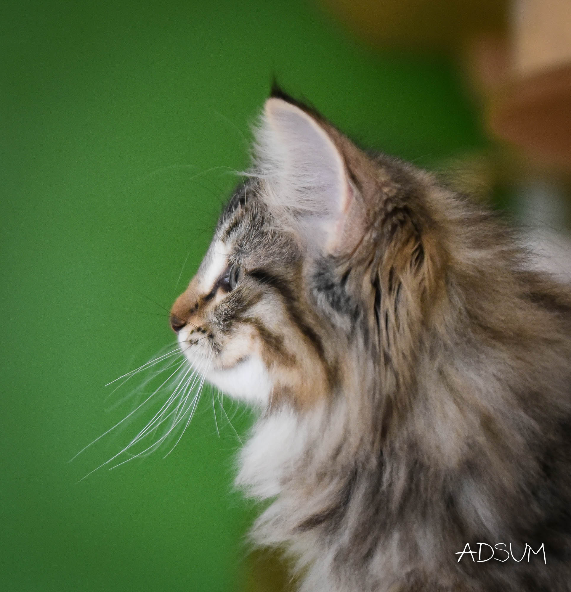 DSC 5118