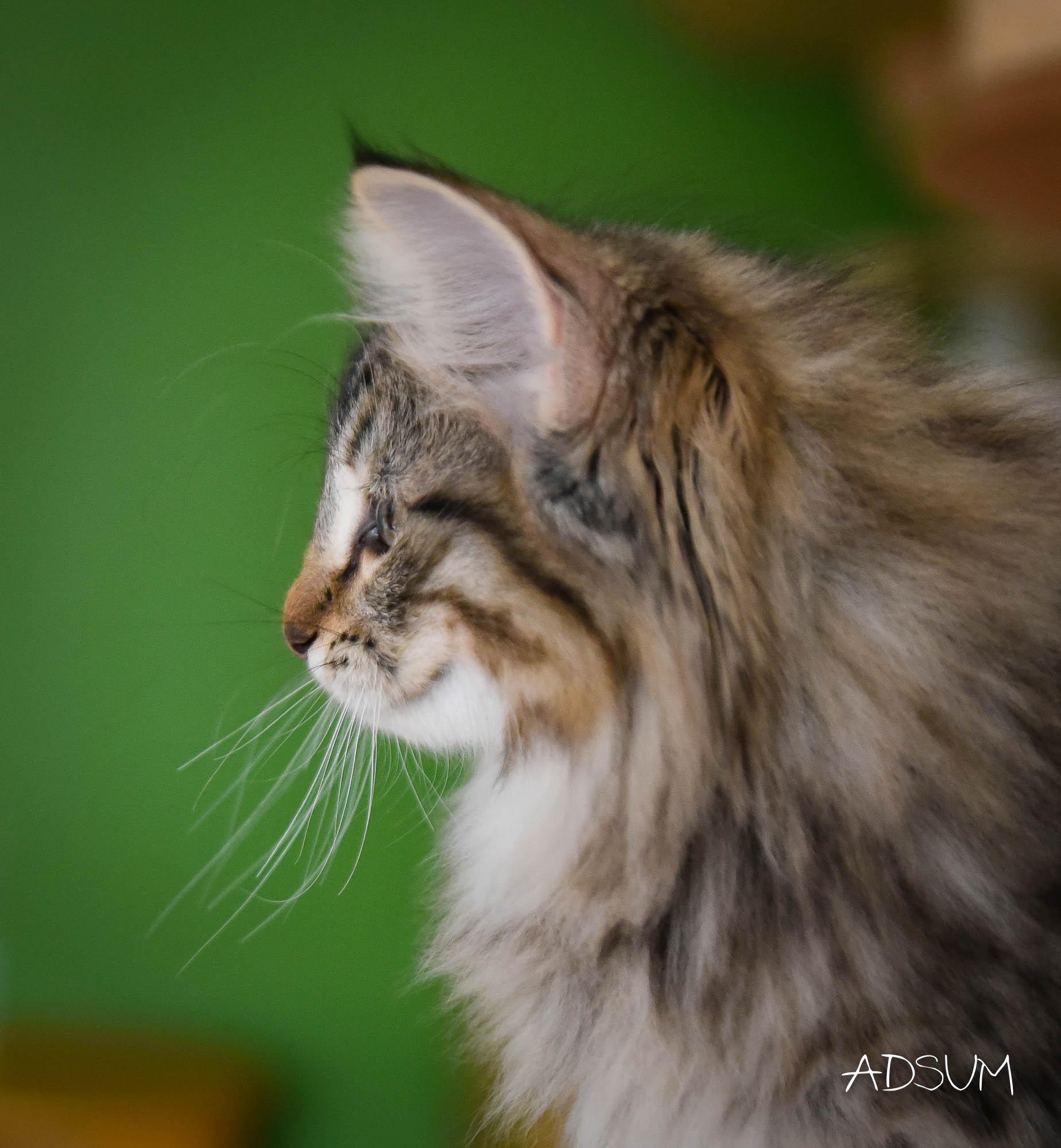 DSC 5123