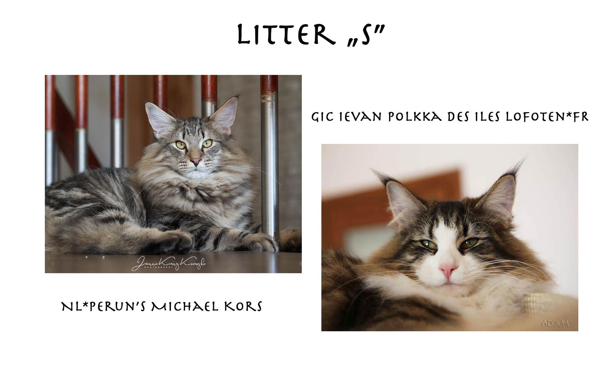 litter S