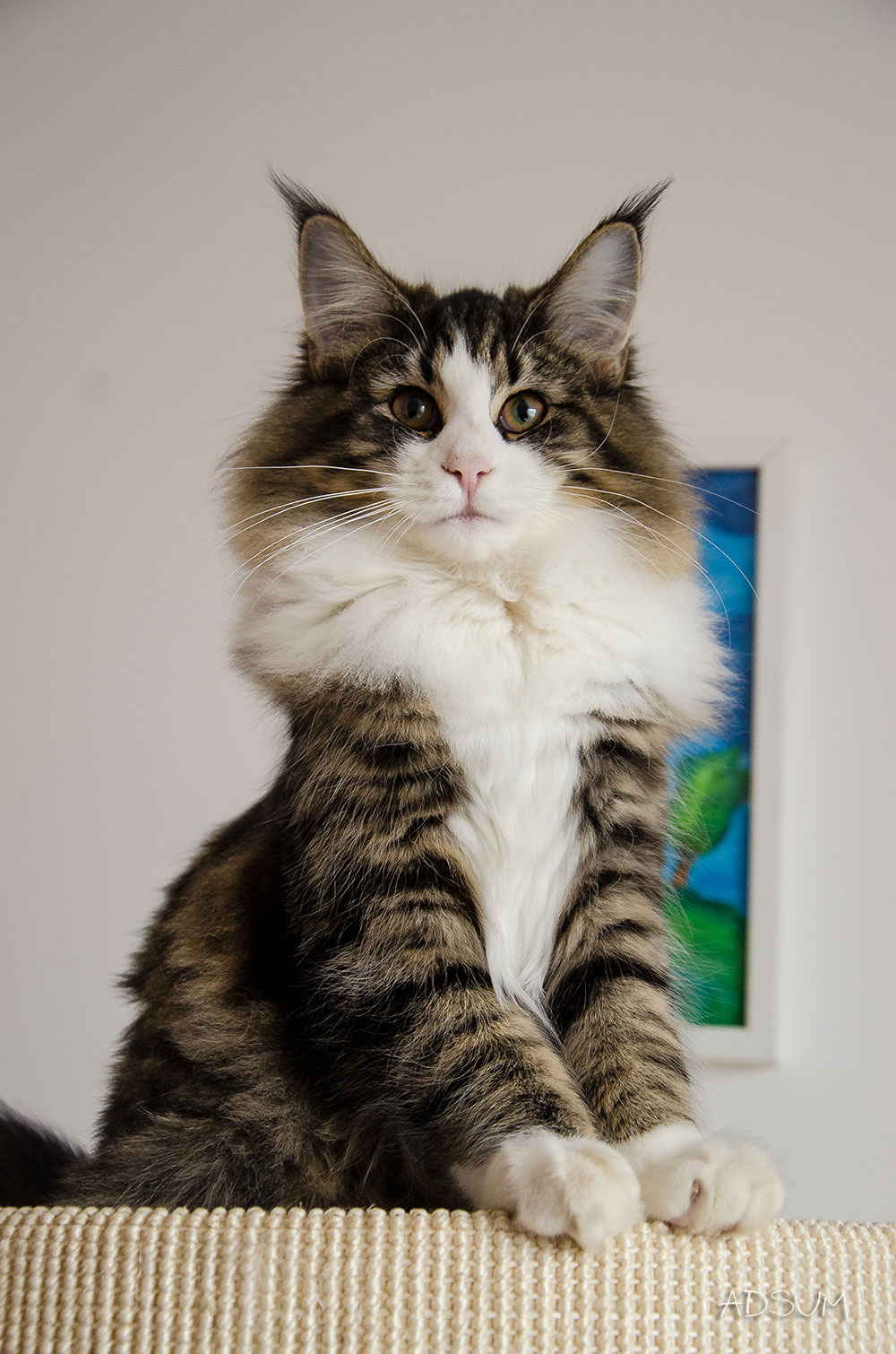 DSC 6146