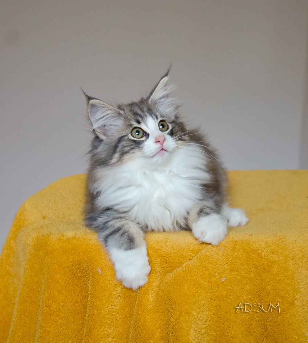 DSC 3306