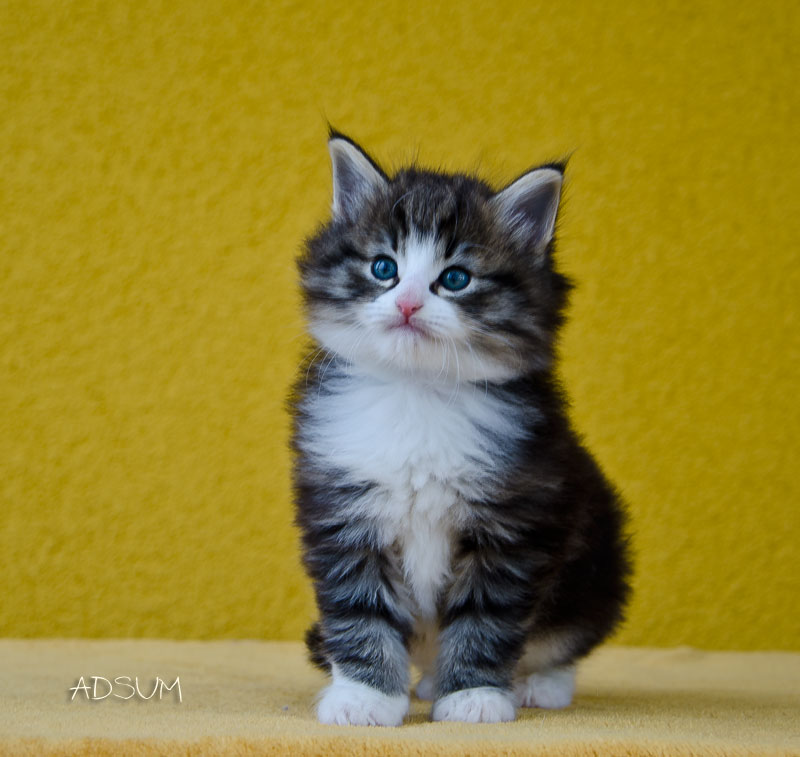 DSC 3855