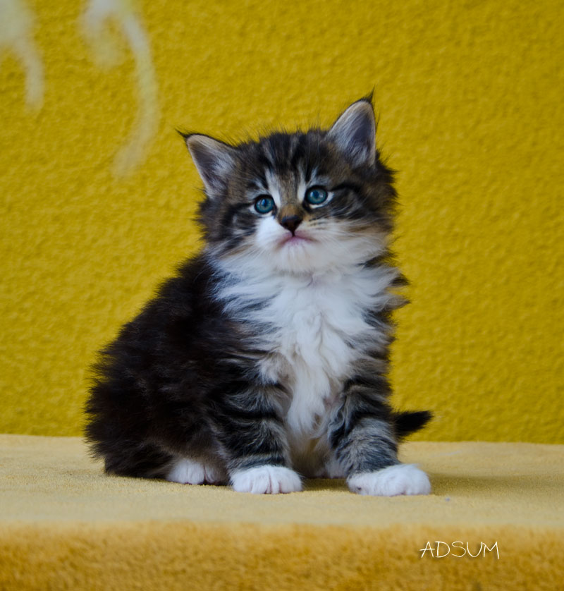 DSC 3845