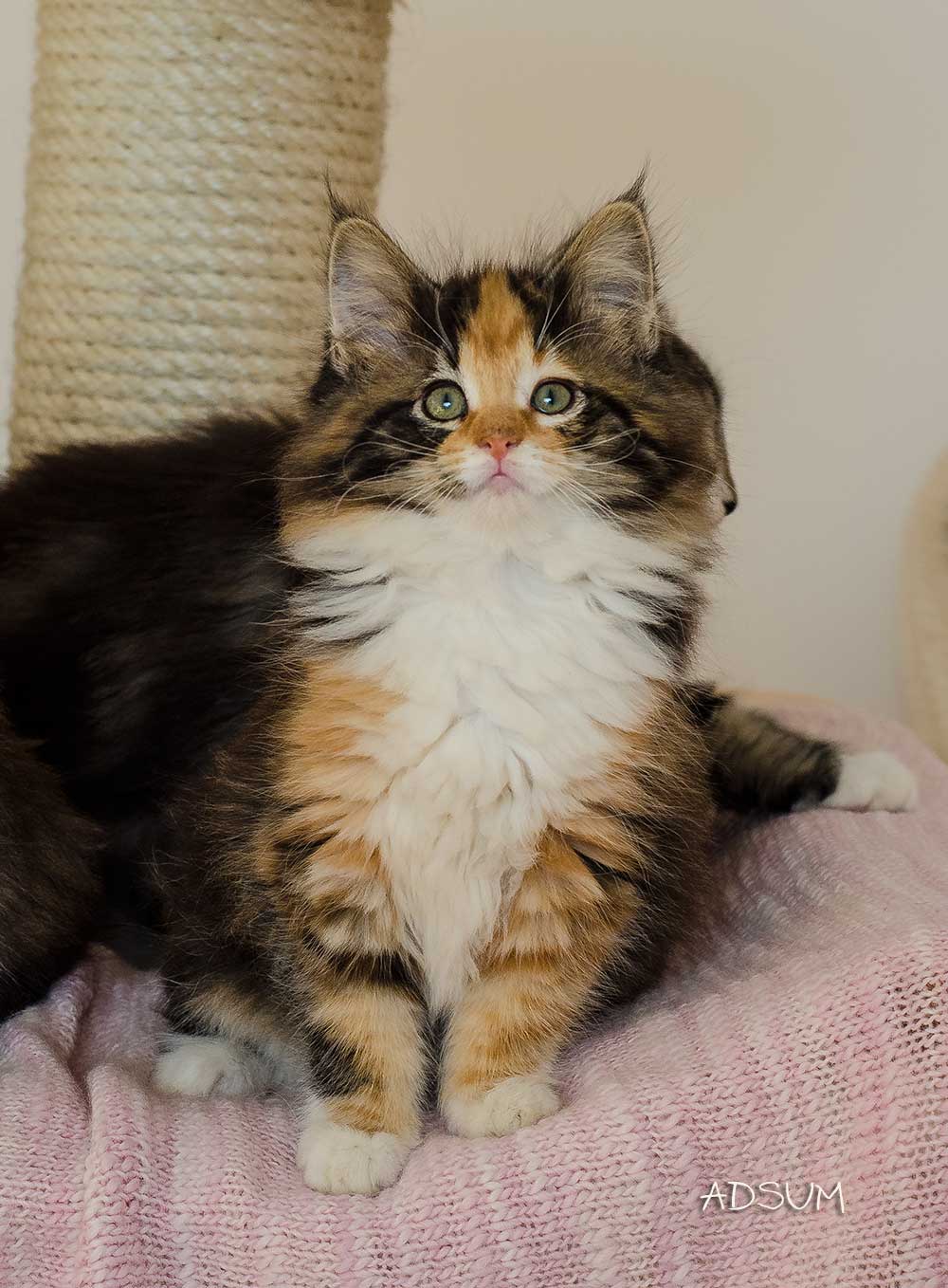 DSC 0531