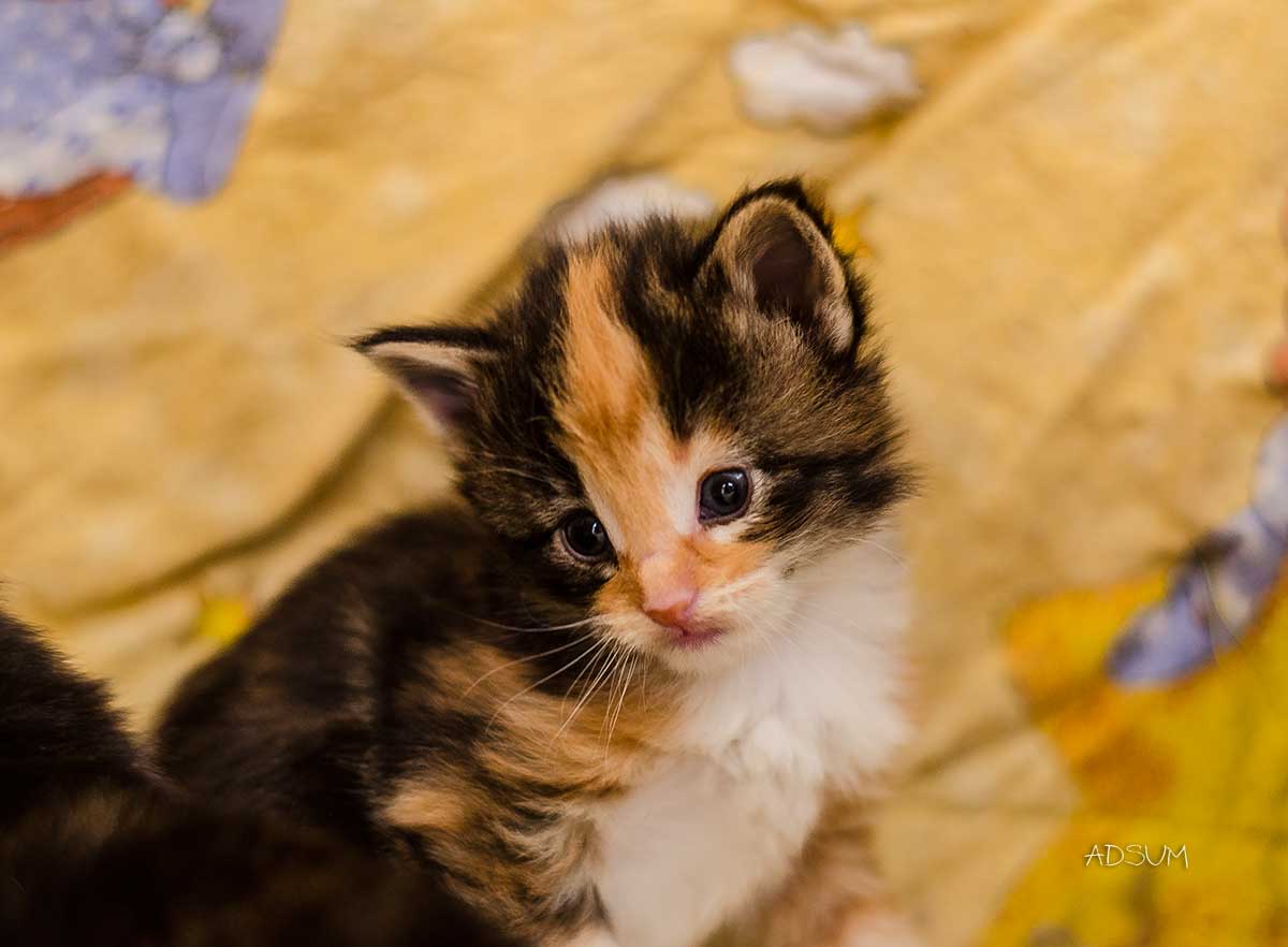DSC 7894