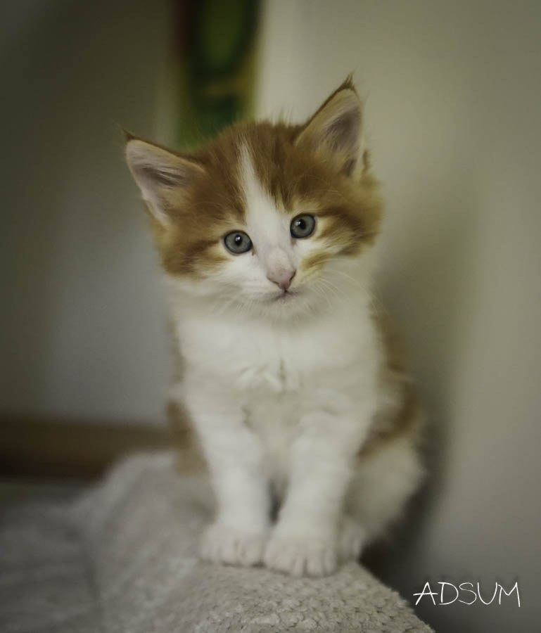 DSC 2379