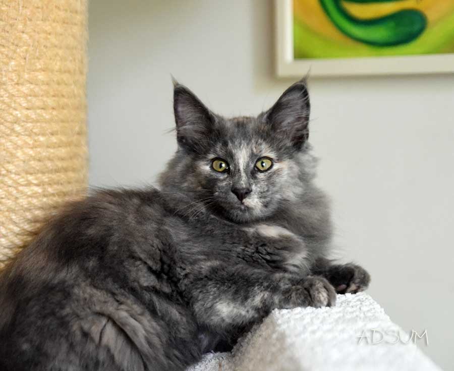 DSC 3662