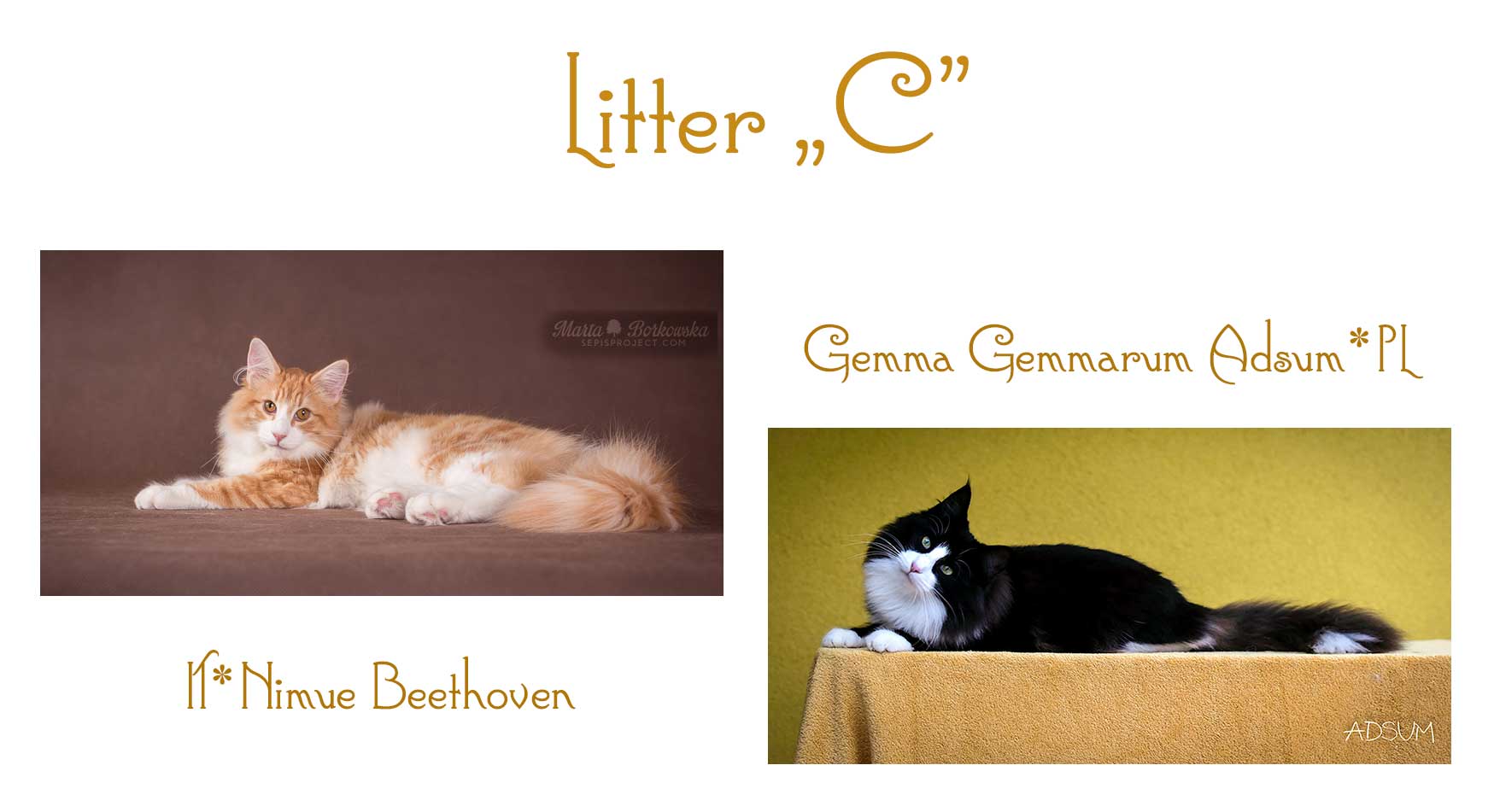 litter-c