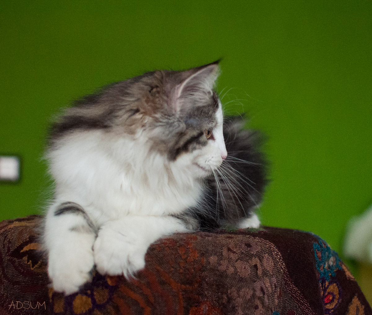  DSC0296