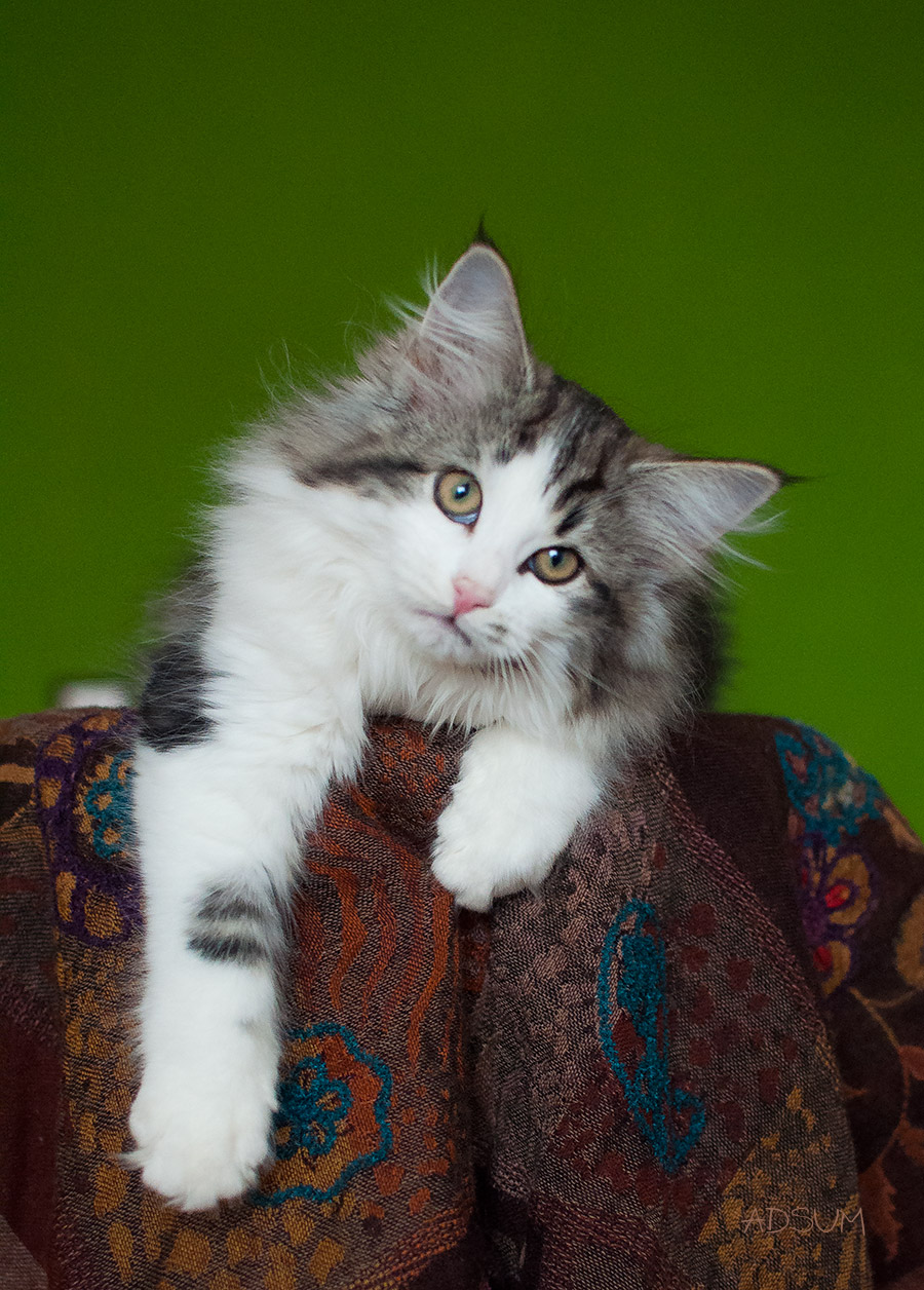  DSC0301