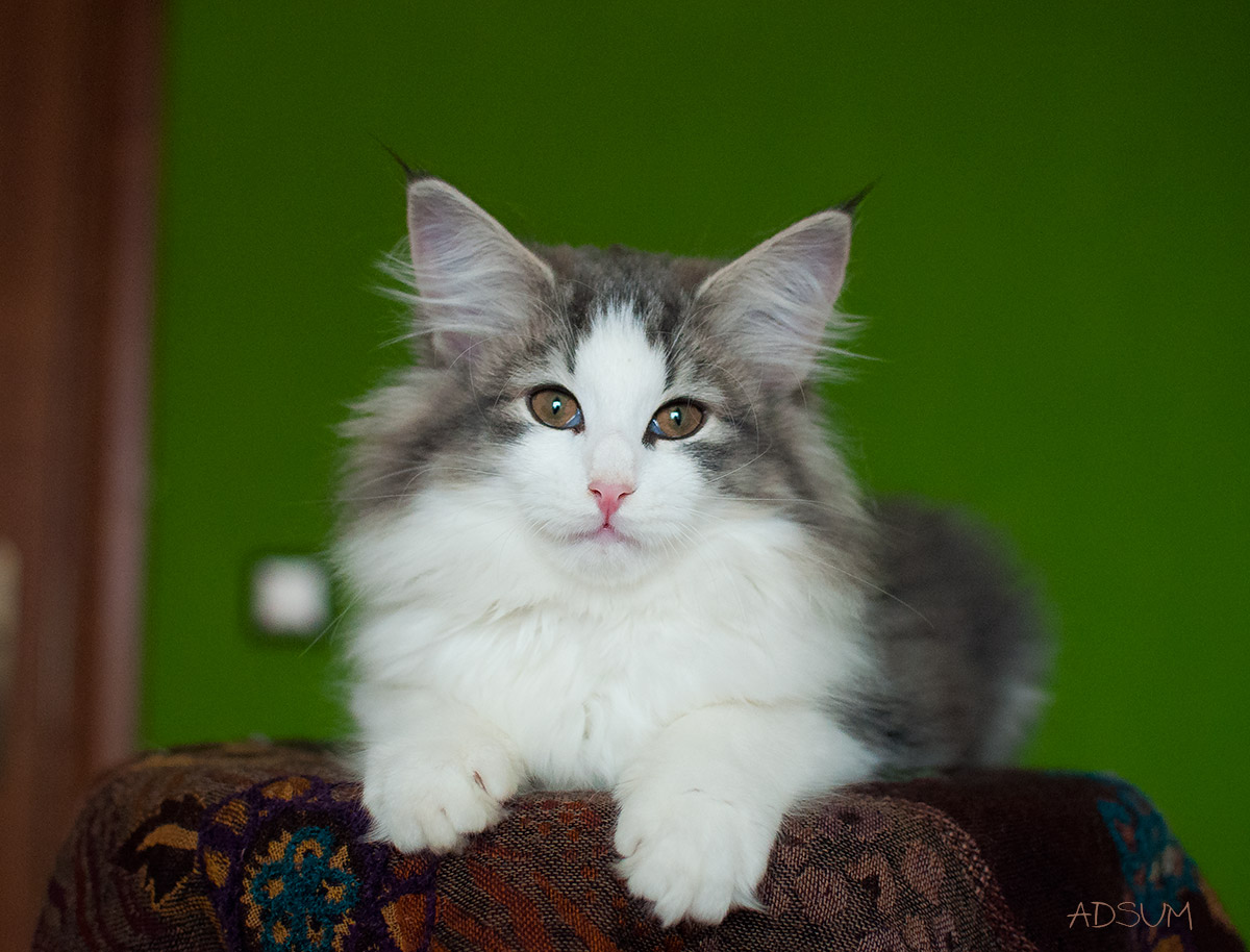  DSC0316