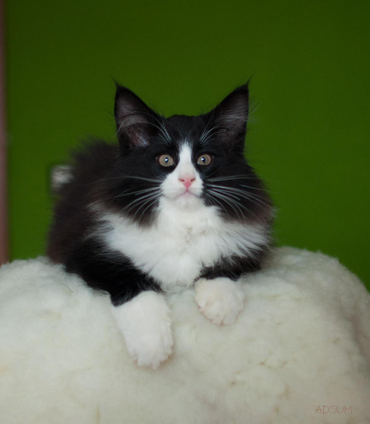  DSC0408