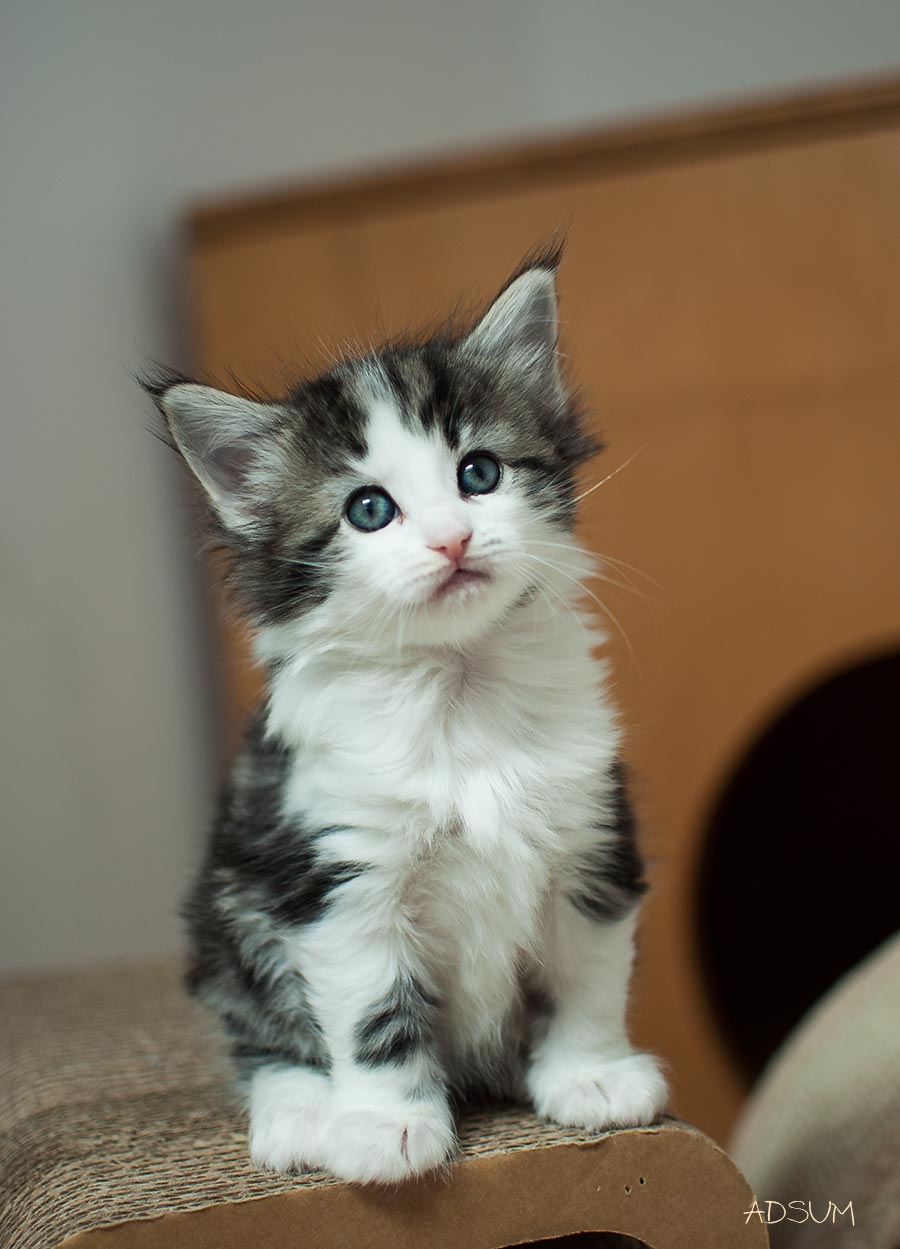  DSC0199