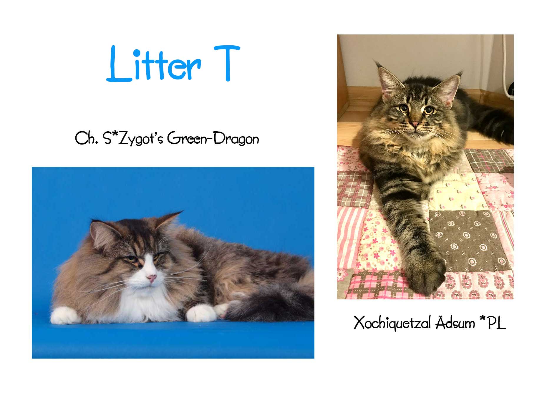 lITTER-u