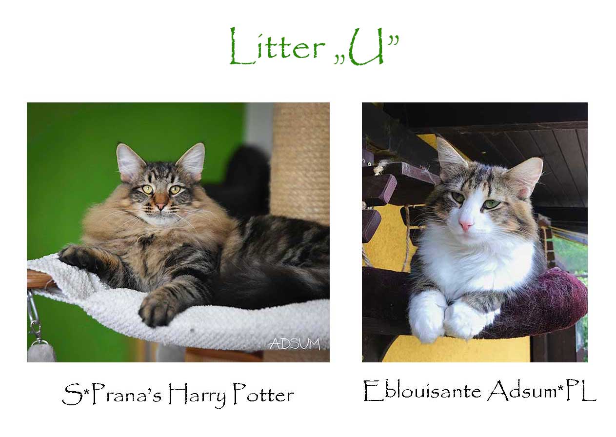 litter-T