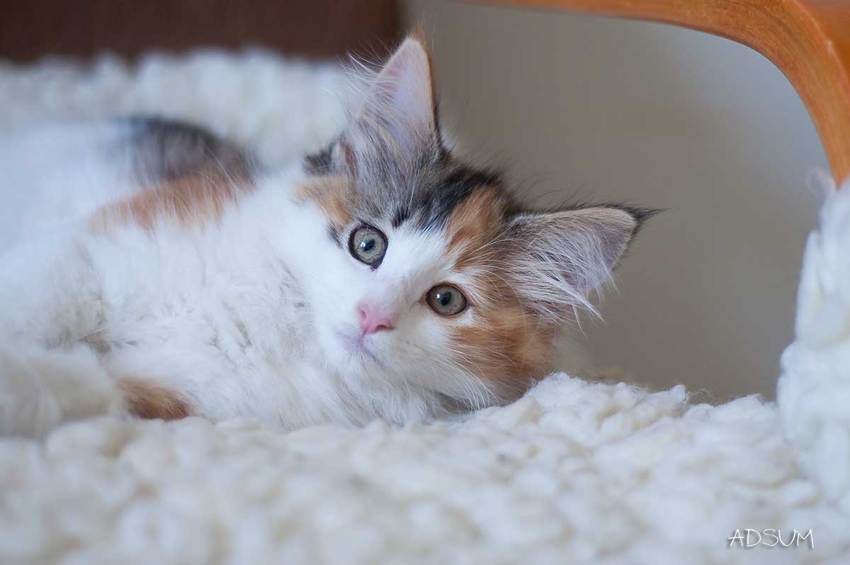 DSC 0466