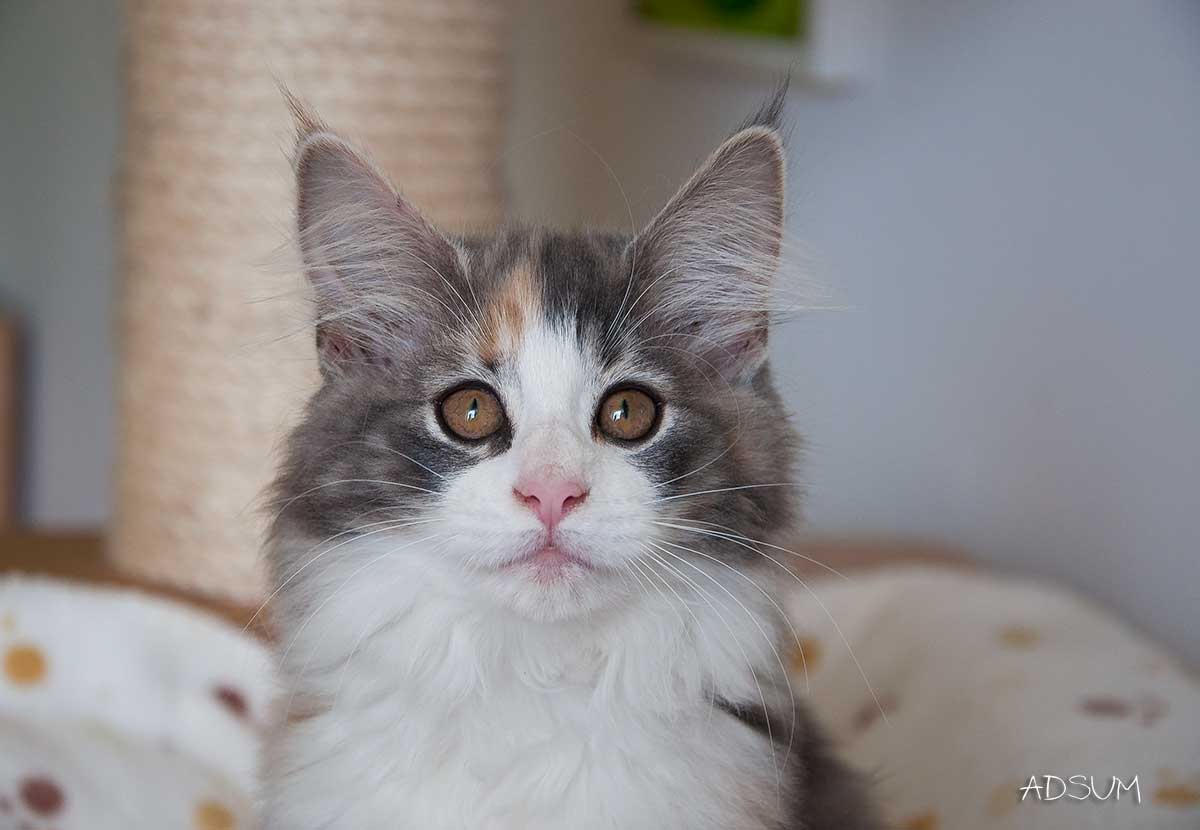  DSC0736