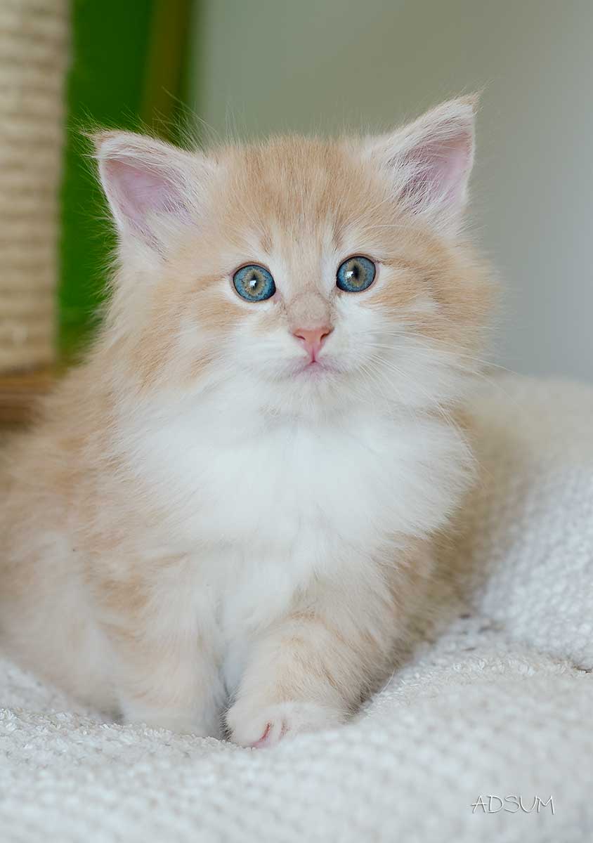 DSC 3461