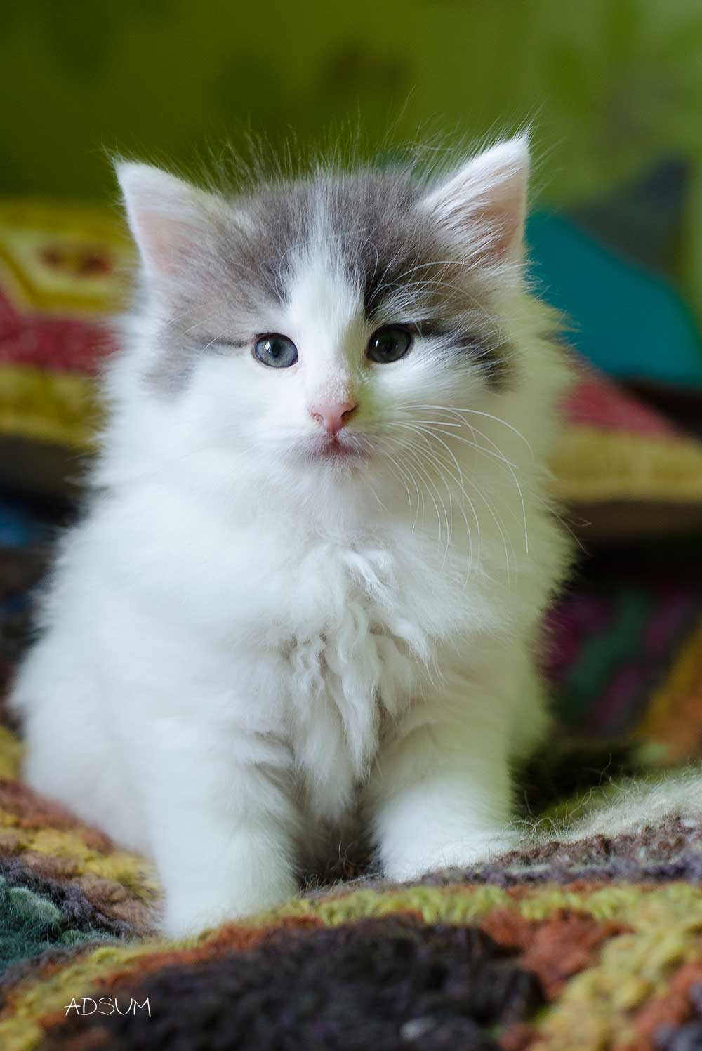 DSC 3661
