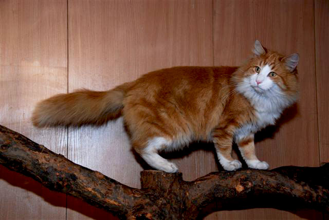 DSC 0475